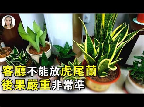 裝修風水 招財虎擺放